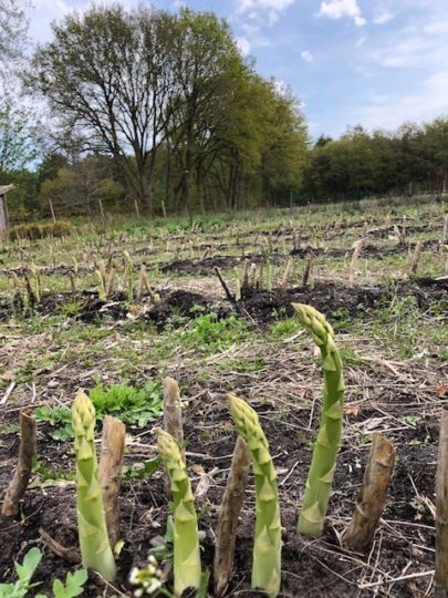 Met afstand de leukste groente