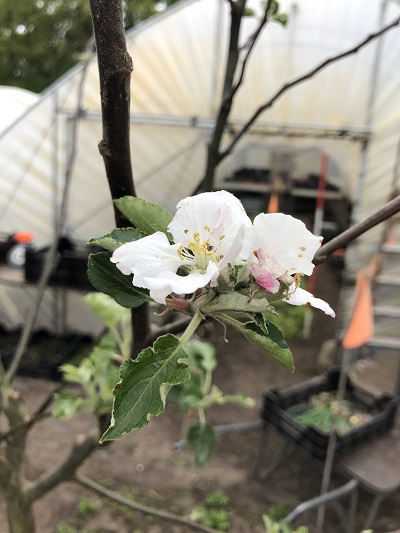 Bloemkoolervaringen