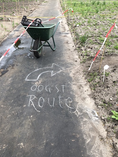 Bloemkoolervaringen