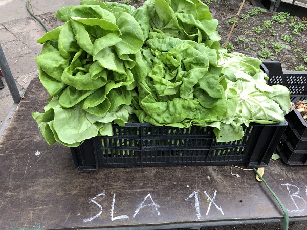 Bloemkoolervaringen