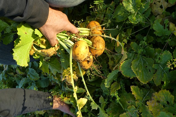 Artikel: De Soester knol – ook lekker in de couscous